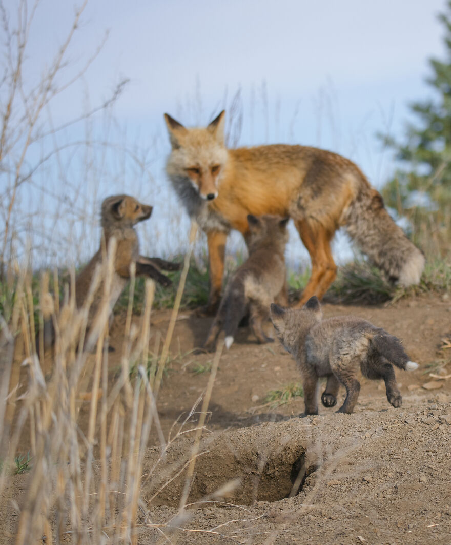 Cuteness Alert: The Spring I Observed A Red Fox Den (16 Pics) Cuteness Alert: The Spring I Observed A Red Fox Den (16 Pics)