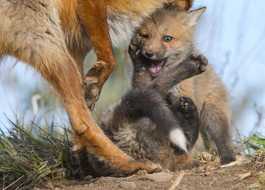 Cuteness Alert: The Spring I Observed A Red Fox Den (16 Pics) Cuteness Alert: The Spring I Observed A Red Fox Den (16 Pics)