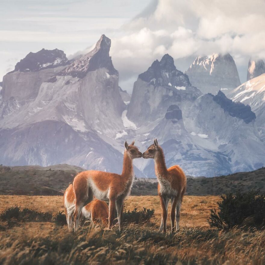 I Filmed Kissing These Charming Creatures - Guanacos. They Are Relatives Of Alpacas, Llamas And Vicuñas