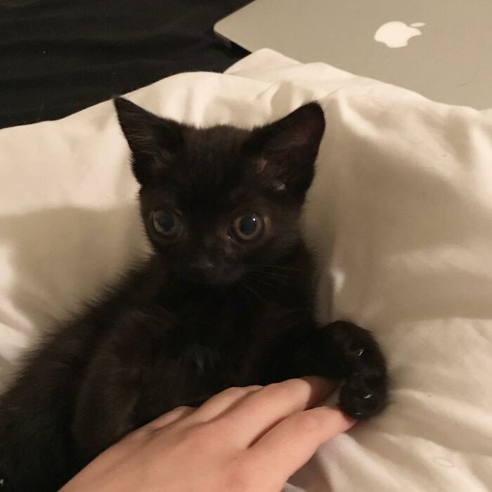 Black Cat With Huge Eyes And Paws Named Mayor Of Town Called Hell Black Cat With Huge Eyes And Paws Named Mayor Of Town Called Hell