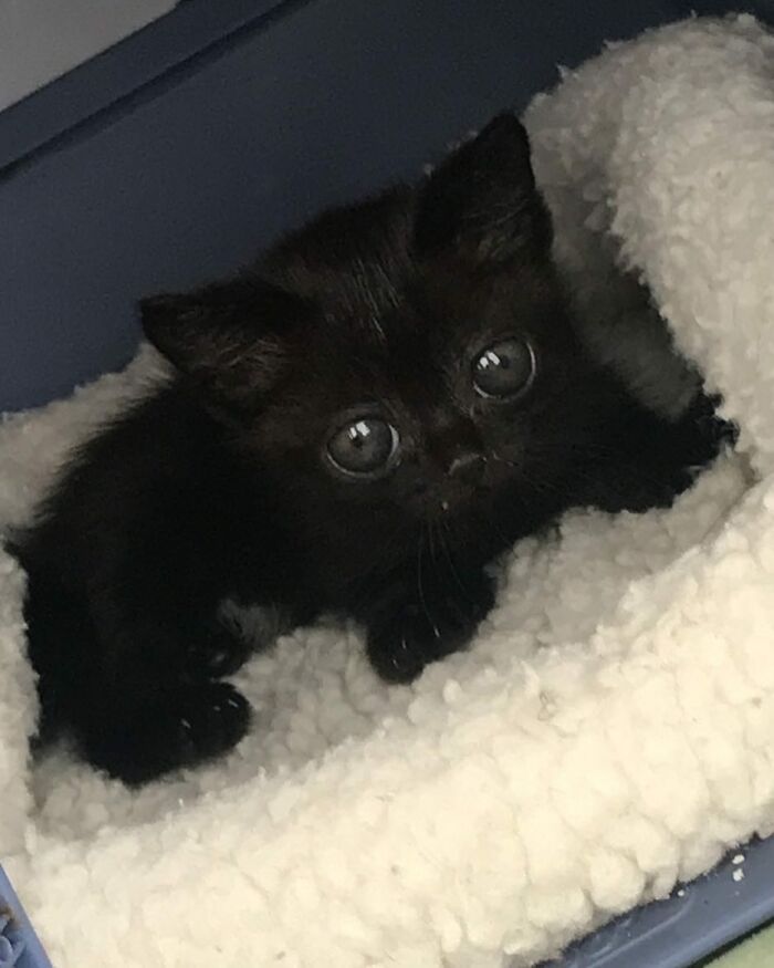 Black Cat With Huge Eyes And Paws Named Mayor Of Town Called Hell Black Cat With Huge Eyes And Paws Named Mayor Of Town Called Hell