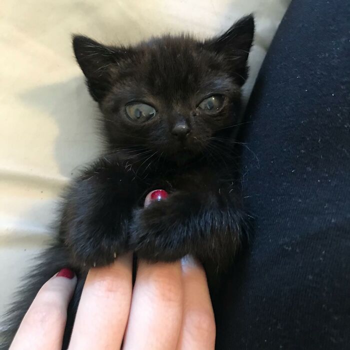 Black Cat With Huge Eyes And Paws Named Mayor Of Town Called Hell Black Cat With Huge Eyes And Paws Named Mayor Of Town Called Hell