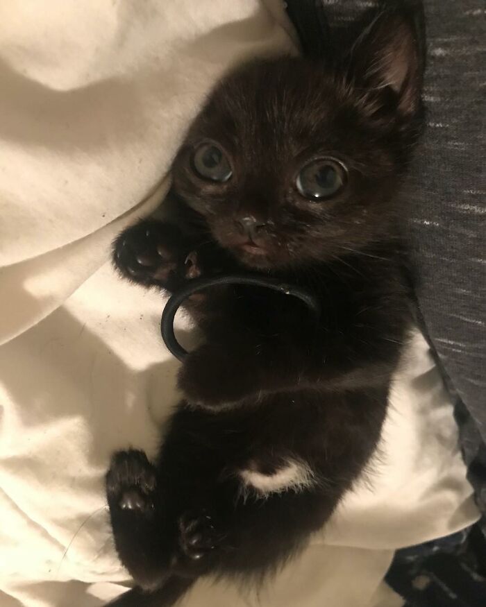 Black Cat With Huge Eyes And Paws Named Mayor Of Town Called Hell Black Cat With Huge Eyes And Paws Named Mayor Of Town Called Hell