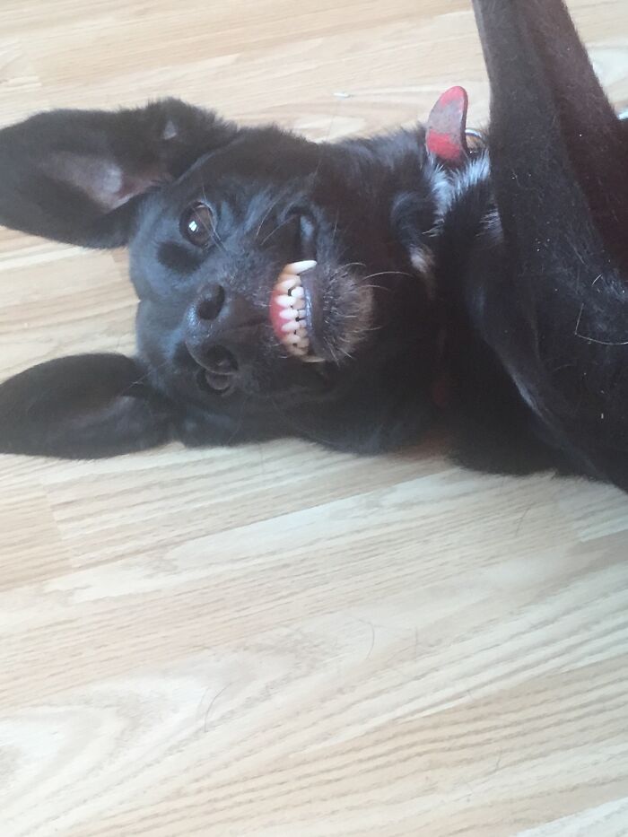 My Dog Pharaoh Being A Derp