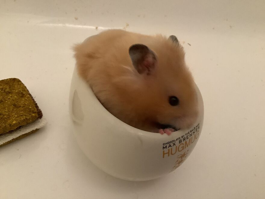 Heart Warming Hamster, Marshmallow!