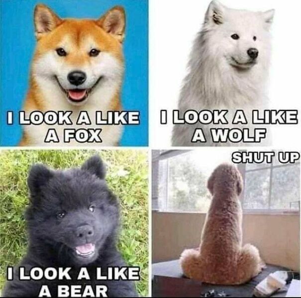 15 Of The Cutest Dog Memes 15 Of The Cutest Dog Memes