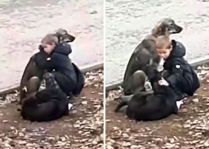 Video Shows Young Boy Stopping To Hug Two Stray Dogs When He Thinks No One Is Watching