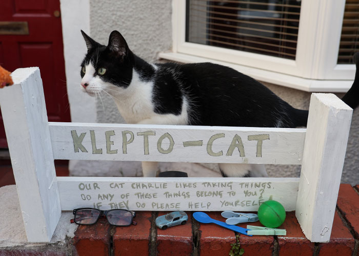 ‘Klepto Cat’ Steals So Many Items From Neighbors, The Family Had To Set Up A Reclamation Shelf ‘Klepto Cat’ Steals So Many Items From Neighbors, The Family Had To Set Up A Reclamation Shelf