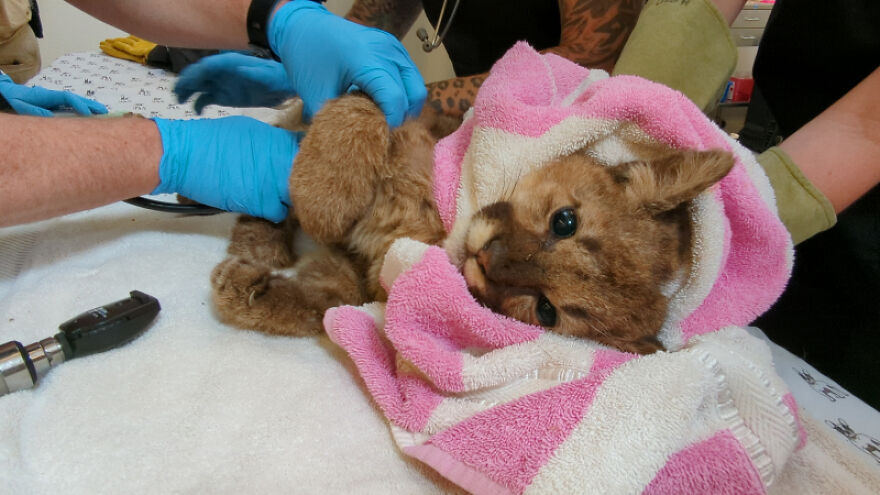Oakland Zoo Rescues And Rehabilitates A "Feisty" Starving Mountain Lion Cub