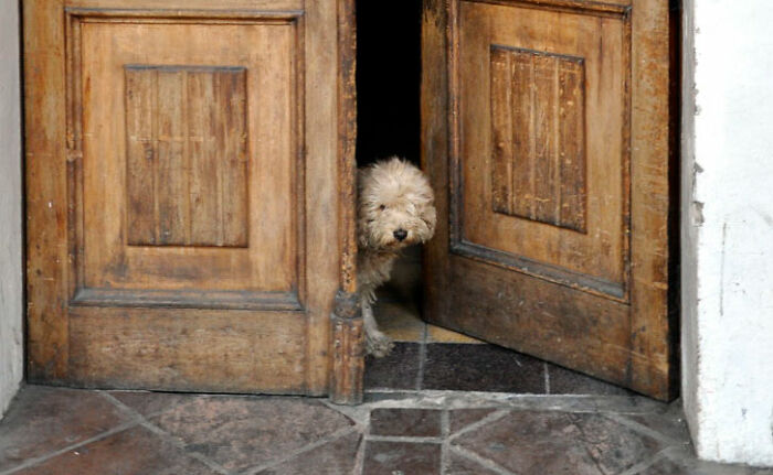 20 Mascotas que sorprendieron a sus dueños demostrando lo inteligentes que pueden llegar a ser