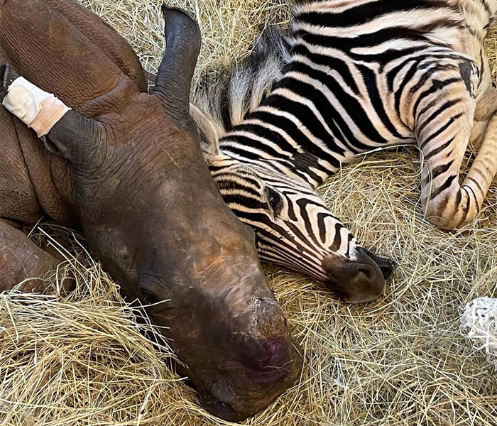 Orphan Rhino Sanctuary Finds An Abandoned Zebra And Takes It Under Their Care, Gifting A Best Friend To One Of The Rhinos There Orphan Rhino Sanctuary Finds An Abandoned Zebra And Takes It Under Their Care, Gifting A Best Friend To One Of The Rhinos There