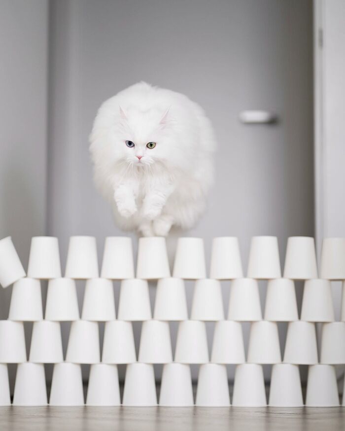 Cat Goes Viral On Social Media For Completing Challenging Obstacle Tests