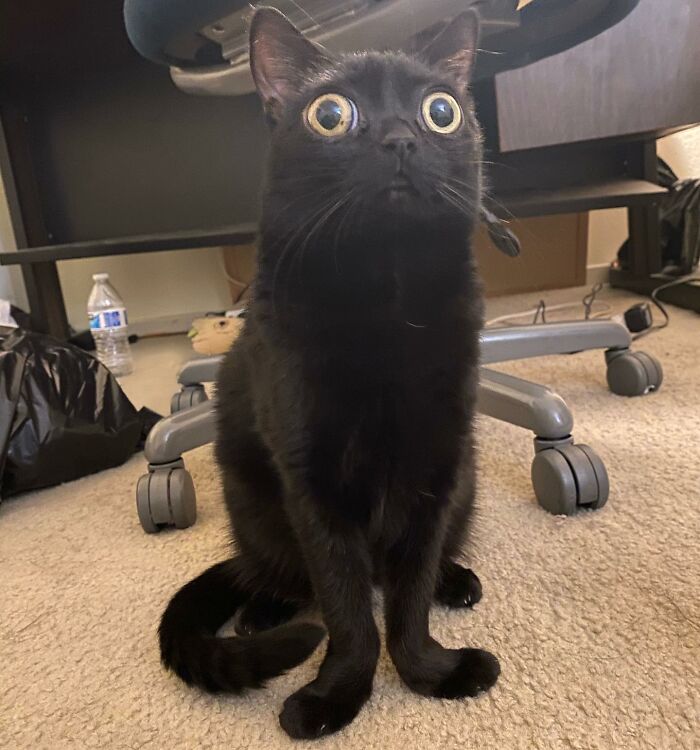 Black Cat With Huge Eyes And Paws Named Mayor Of Town Called Hell