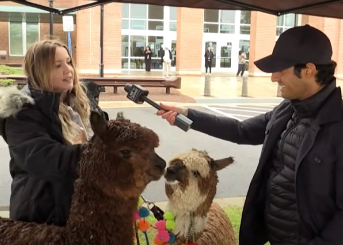 Johnny Depp’s Fan Brought Two Emotional Support Alpacas Outside The Court To “Brighten His Day”