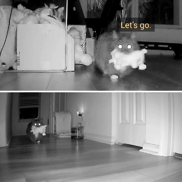 Kitty Becomes Internet Sensation After His Mom Catches Him Stealing Her Daughter’s Toys With Hidden Cameras Kitty Becomes Internet Sensation After His Mom Catches Him Stealing Her Daughter’s Toys With Hidden Cameras
