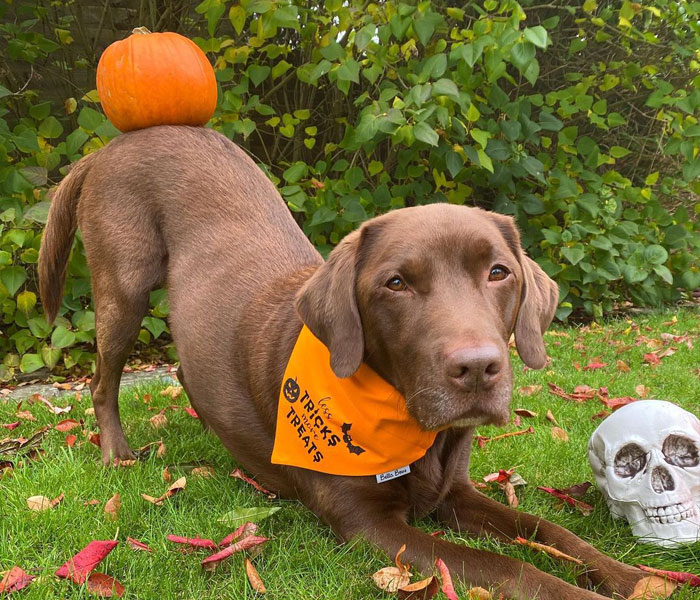 “It’s Always The Dads Who Didn’t Want A Dog That End Up Loving Them The Most”: Dad Wears An E Collar To Lift His Pup’s Spirits After Surgery “It’s Always The Dads Who Didn’t Want A Dog That End Up Loving Them The Most”: Dad Wears An E Collar To Lift His Pup’s Spirits After Surgery