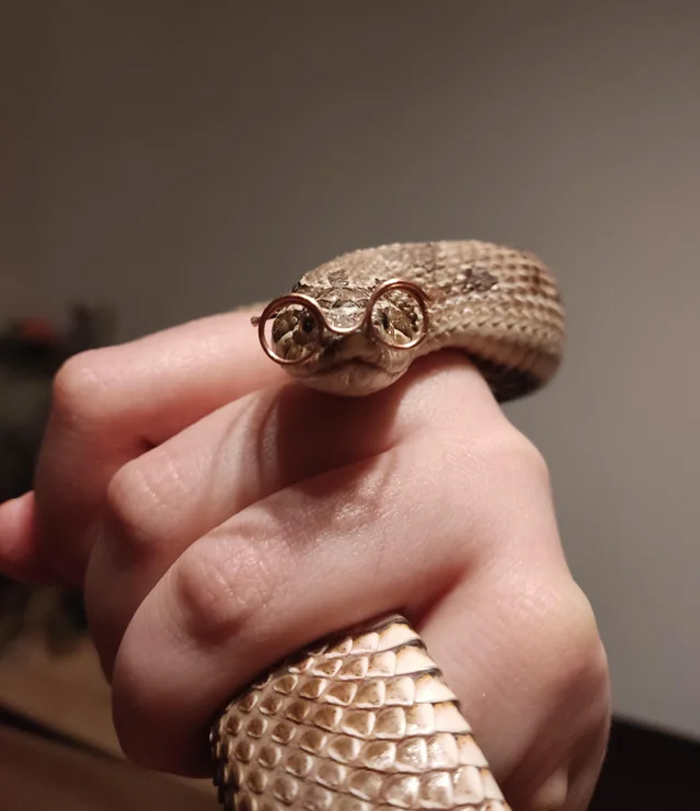 I Made My Pet Snake Some Tiny Little Glasses