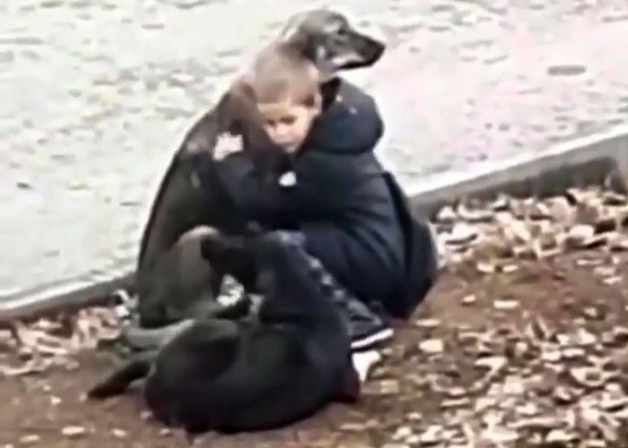 Video Shows Young Boy Stopping To Hug Two Stray Dogs When He Thinks No One Is Watching | Bored Panda