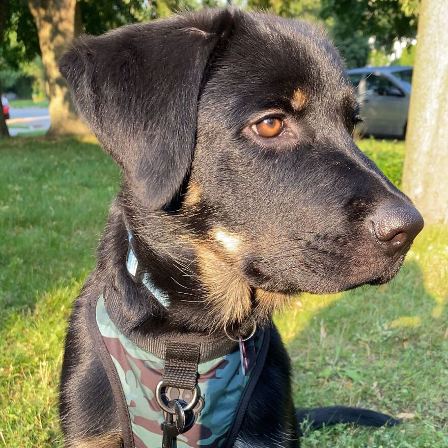 I Spent 1 Year Taking Pictures Of My Shepsky Rotty Puppy, And Here Are The 14 Best Ones I Spent 1 Year Taking Pictures Of My Shepsky Rotty Puppy, And Here Are The 14 Best Ones