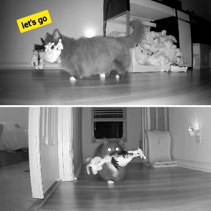 Kitty Becomes Internet Sensation After His Mom Catches Him Stealing Her Daughter’s Toys With Hidden Cameras Kitty Becomes Internet Sensation After His Mom Catches Him Stealing Her Daughter’s Toys With Hidden Cameras