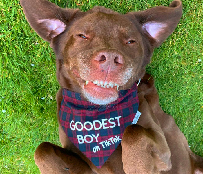 “It’s Always The Dads Who Didn’t Want A Dog That End Up Loving Them The Most”: Dad Wears An E Collar To Lift His Pup’s Spirits After Surgery “It’s Always The Dads Who Didn’t Want A Dog That End Up Loving Them The Most”: Dad Wears An E Collar To Lift His Pup’s Spirits After Surgery