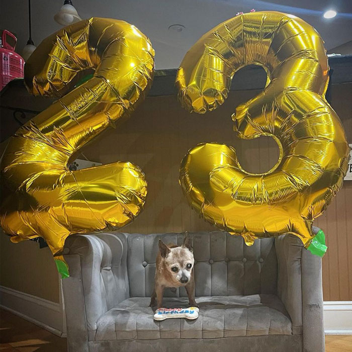 Happy 23rd Birthday To Bully The Chihuahua, Becoming The Oldest Dog At His Rescue
