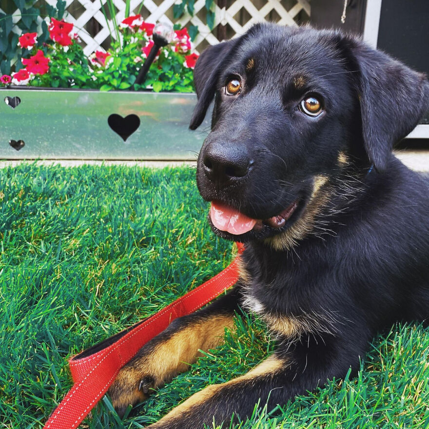 I Spent 1 Year Taking Pictures Of My Shepsky Rotty Puppy, And Here Are The 14 Best Ones I Spent 1 Year Taking Pictures Of My Shepsky Rotty Puppy, And Here Are The 14 Best Ones