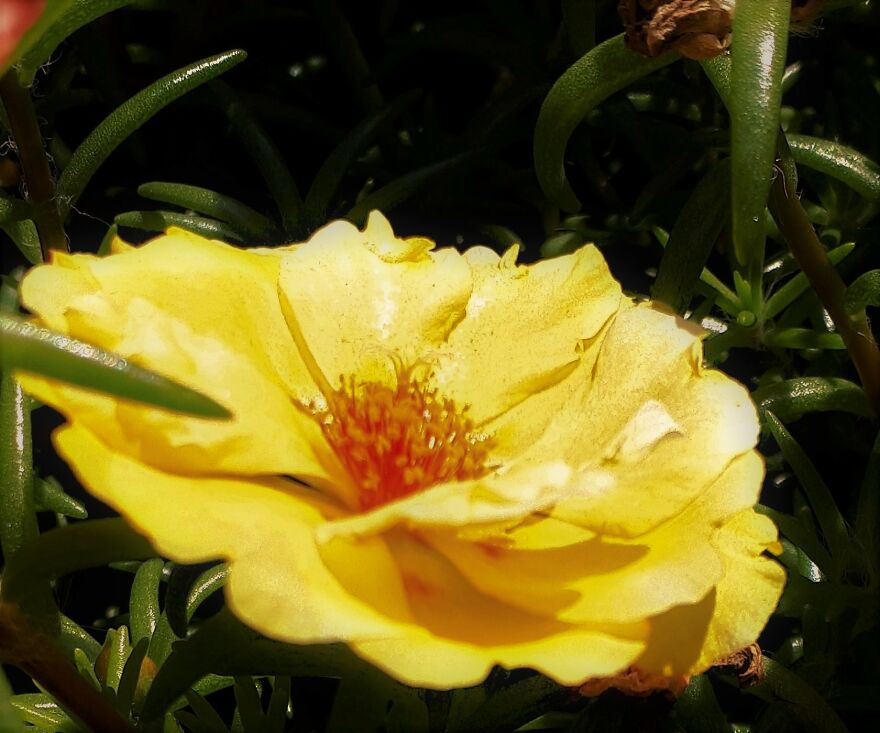 I Take Photos Of Flowers And Plants Around My City Every Summer