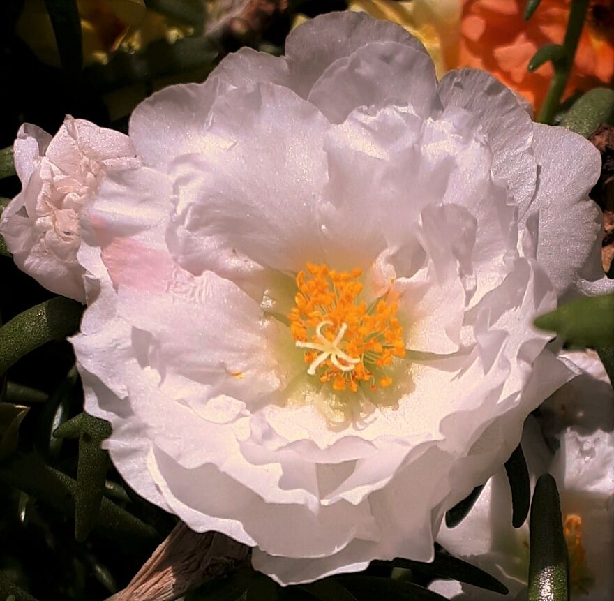 I Take Photos Of Flowers And Plants Around My City Every Summer