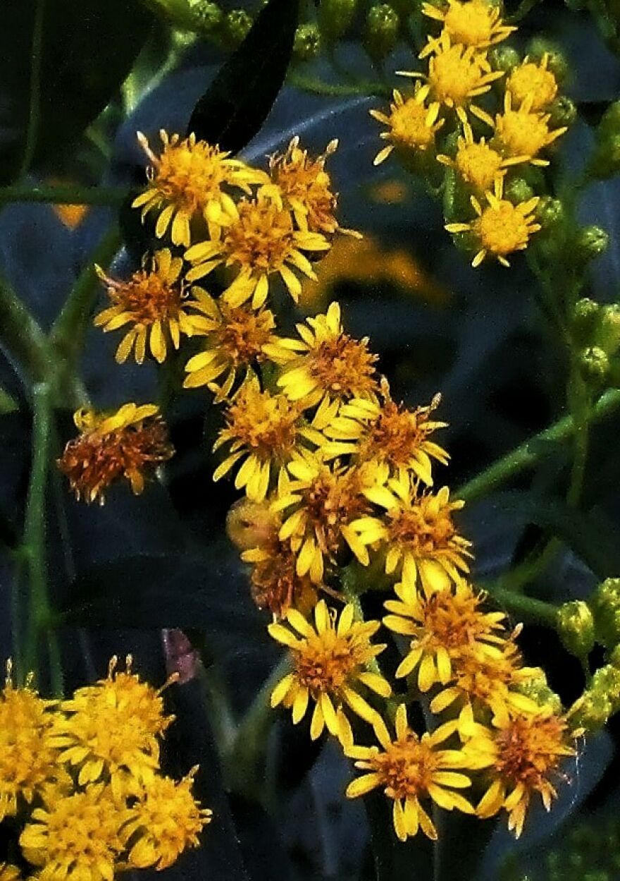 I Take Photos Of Flowers And Plants Around My City Every Summer