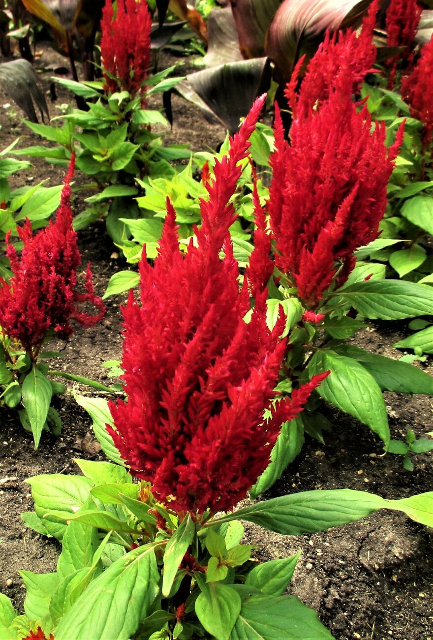 I Take Photos Of Flowers And Plants Around My City Every Summer