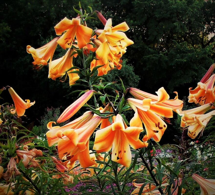 I Take Photos Of Flowers And Plants Around My City Every Summer