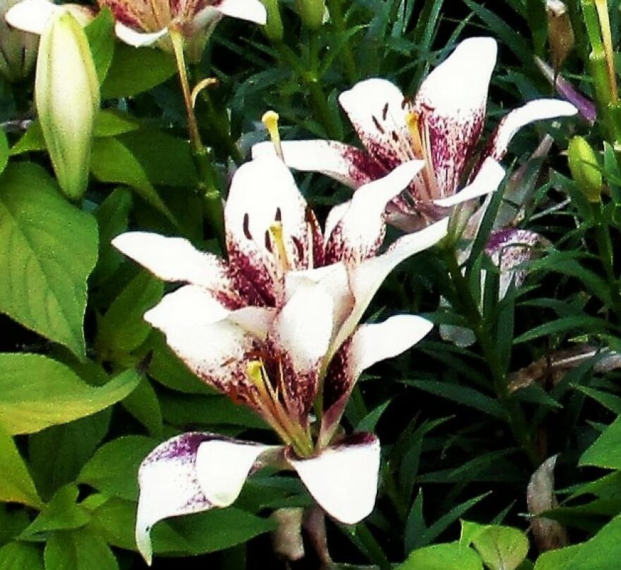 I Take Photos Of Flowers And Plants Around My City Every Summer