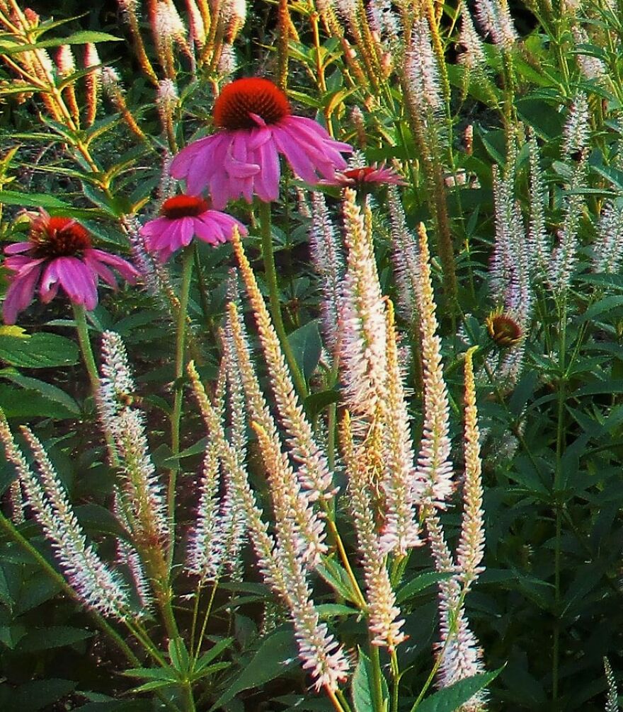 I Take Photos Of Flowers And Plants Around My City Every Summer