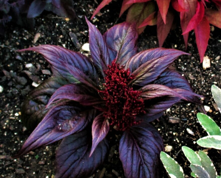 I Take Photos Of Flowers And Plants Around My City Every Summer