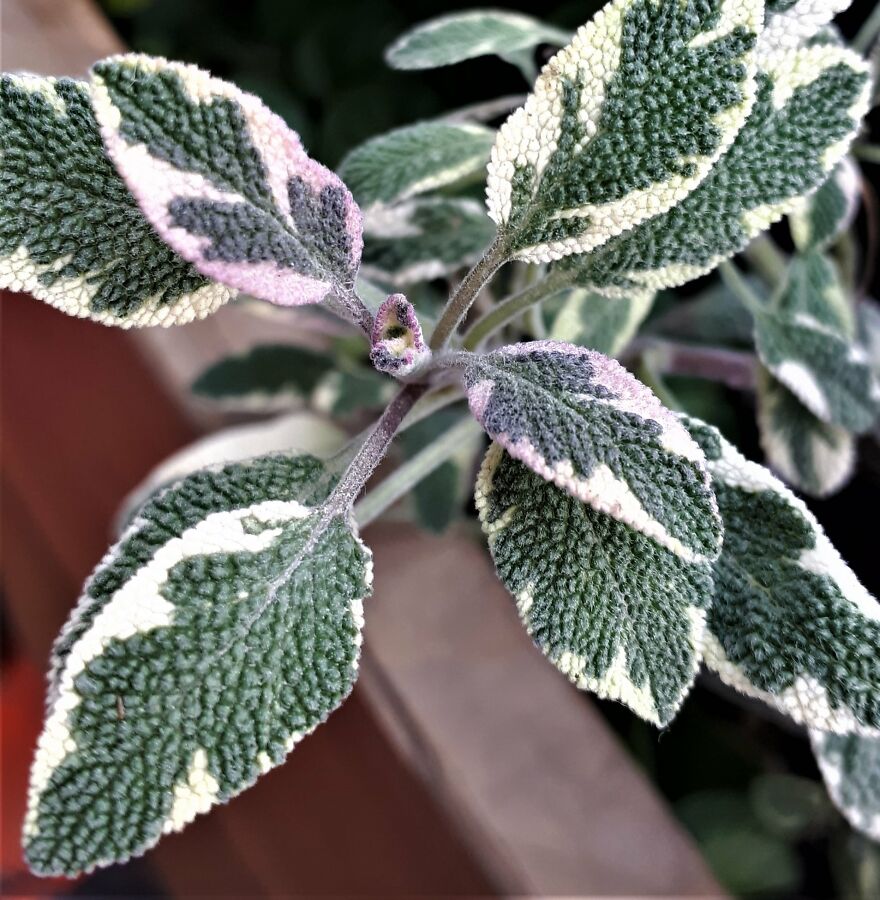 I Take Photos Of Flowers And Plants Around My City Every Summer