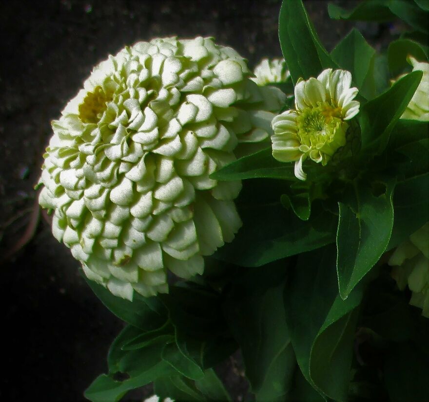 I Take Photos Of Flowers And Plants Around My City Every Summer