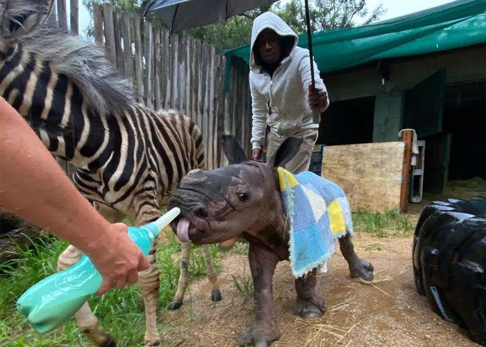 Orphan Rhino Sanctuary Finds An Abandoned Zebra And Takes It Under Their Care, Gifting A Best Friend To One Of The Rhinos There Orphan Rhino Sanctuary Finds An Abandoned Zebra And Takes It Under Their Care, Gifting A Best Friend To One Of The Rhinos There