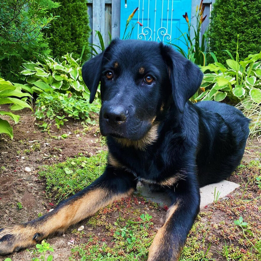 I Spent 1 Year Taking Pictures Of My Shepsky Rotty Puppy, And Here Are The 14 Best Ones I Spent 1 Year Taking Pictures Of My Shepsky Rotty Puppy, And Here Are The 14 Best Ones