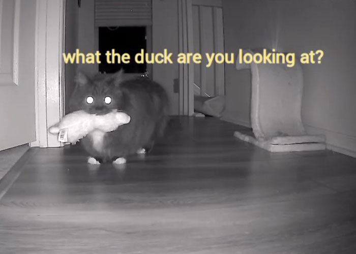 Kitty Becomes Internet Sensation After His Mom Catches Him Stealing Her Daughter’s Toys With Hidden Cameras Kitty Becomes Internet Sensation After His Mom Catches Him Stealing Her Daughter’s Toys With Hidden Cameras