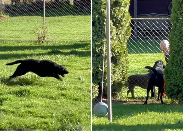 Neighbor Covertly Plays Fetch With Dog But Gets Caught By Owner Amid Wholesome Act