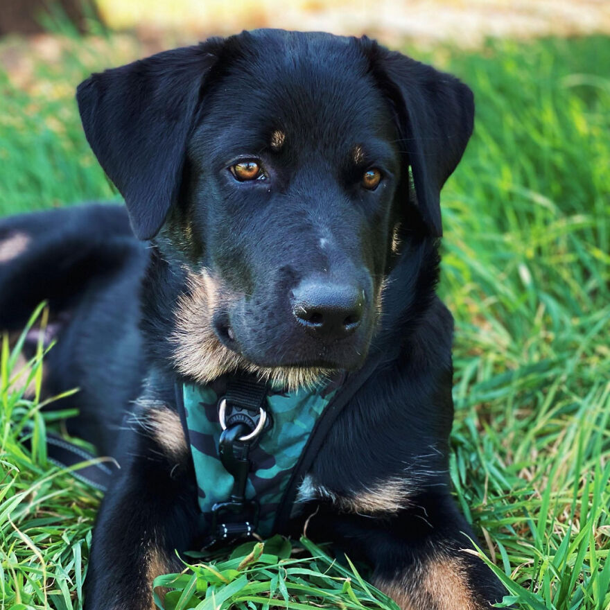 I Spent 1 Year Taking Pictures Of My Shepsky Rotty Puppy, And Here Are The 14 Best Ones
