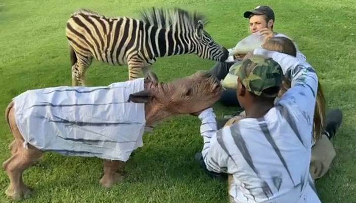 Orphan Rhino Sanctuary Finds An Abandoned Zebra And Takes It Under Their Care, Gifting A Best Friend To One Of The Rhinos There Orphan Rhino Sanctuary Finds An Abandoned Zebra And Takes It Under Their Care, Gifting A Best Friend To One Of The Rhinos There