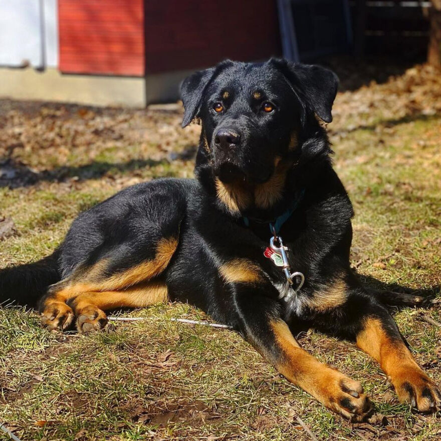 I Spent 1 Year Taking Pictures Of My Shepsky Rotty Puppy, And Here Are The 14 Best Ones I Spent 1 Year Taking Pictures Of My Shepsky Rotty Puppy, And Here Are The 14 Best Ones