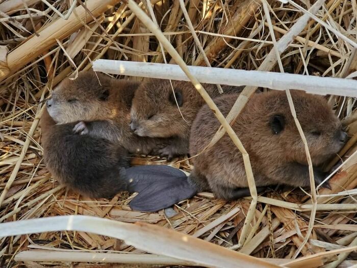 A Canadian Couple Spotted The Most Adorable Baby Beavers