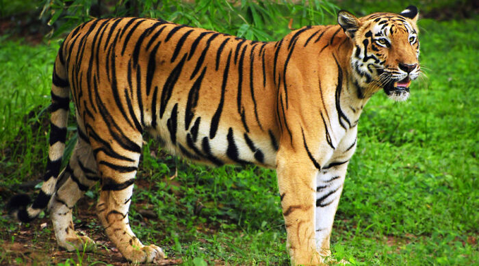 Royal Bengal Tiger (India)