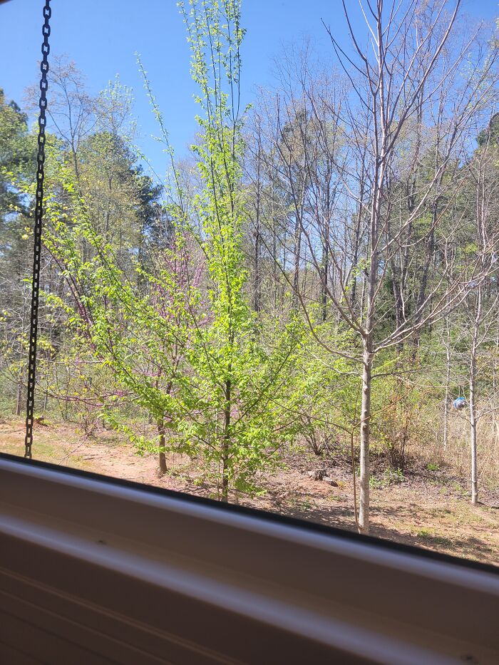 Spring In Georgia, USA