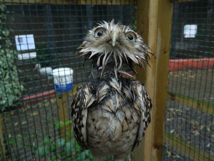 This Collection Of Wet Owls Is Everything You Need Today