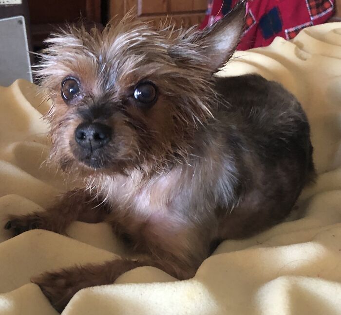 Holly Who Thinks She’s As Big And Tough As Chewbacca (But She Only Weighs 5 Pounds) 12 Yo