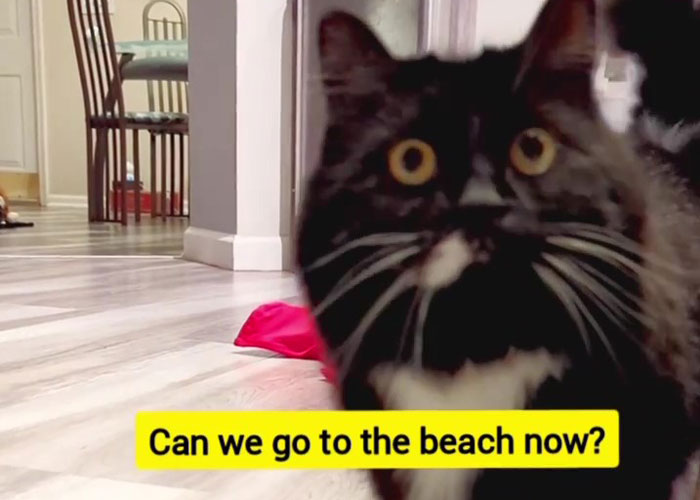 Kitty Becomes Internet Sensation After His Mom Catches Him Stealing Her Daughter’s Toys With Hidden Cameras Kitty Becomes Internet Sensation After His Mom Catches Him Stealing Her Daughter’s Toys With Hidden Cameras